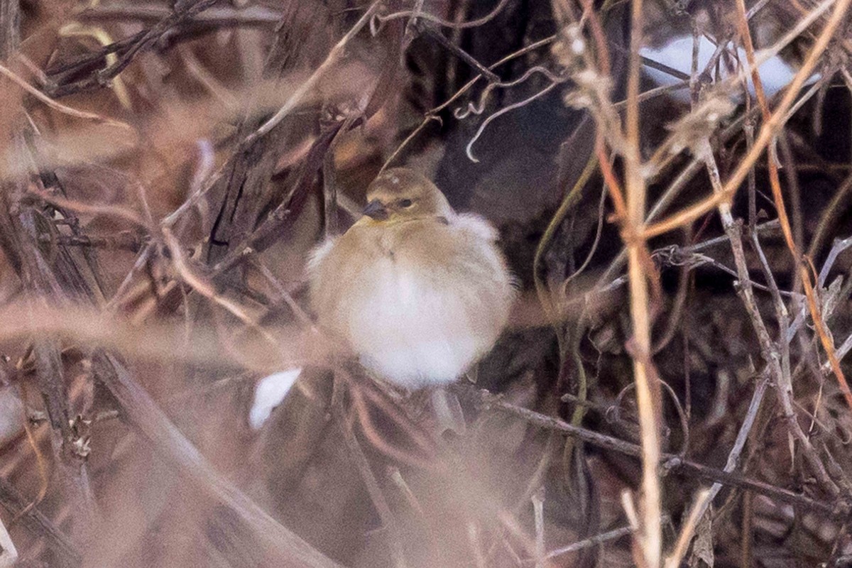 American Goldfinch - ML646319219