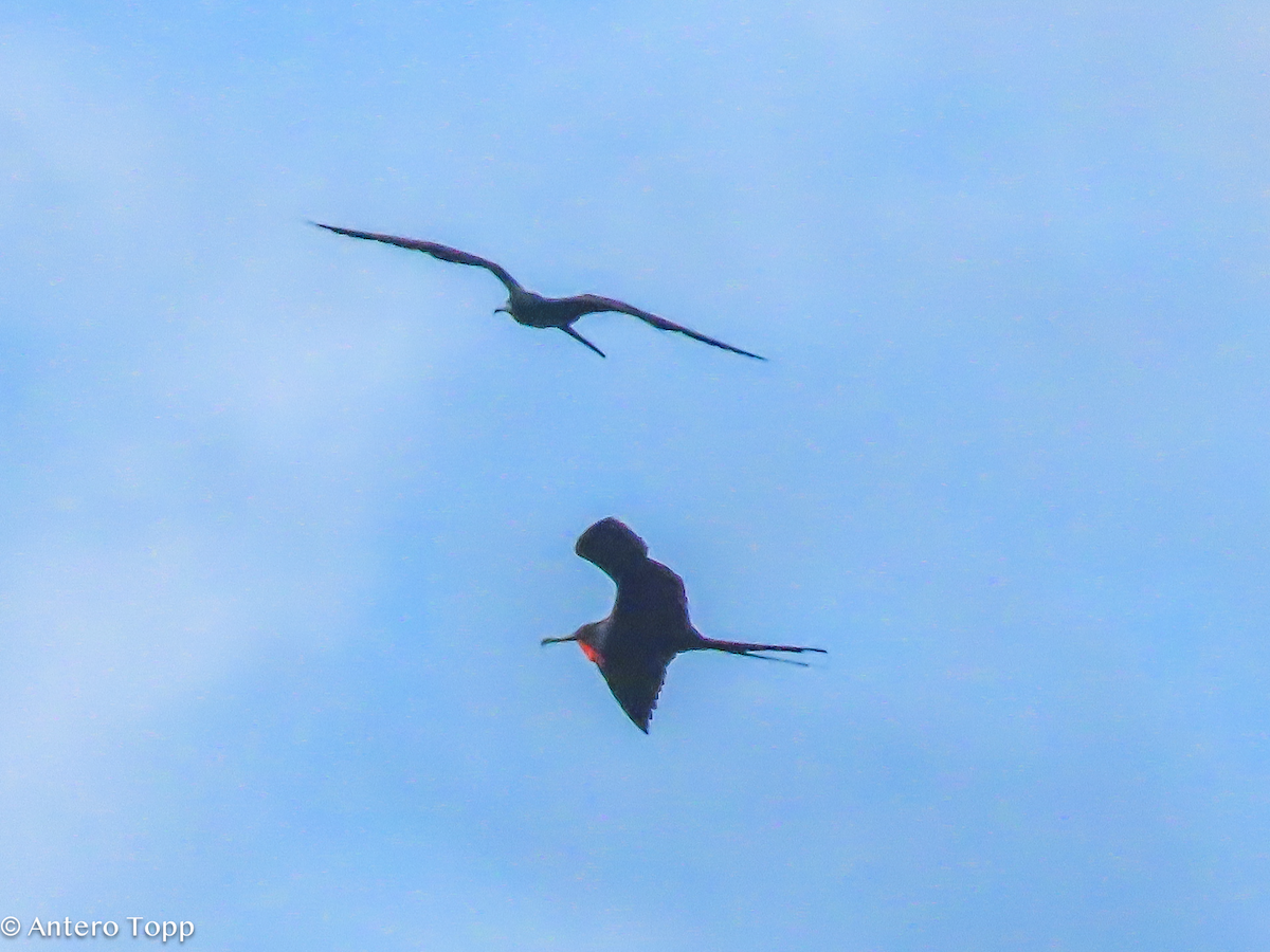Magnificent Frigatebird - ML646319220