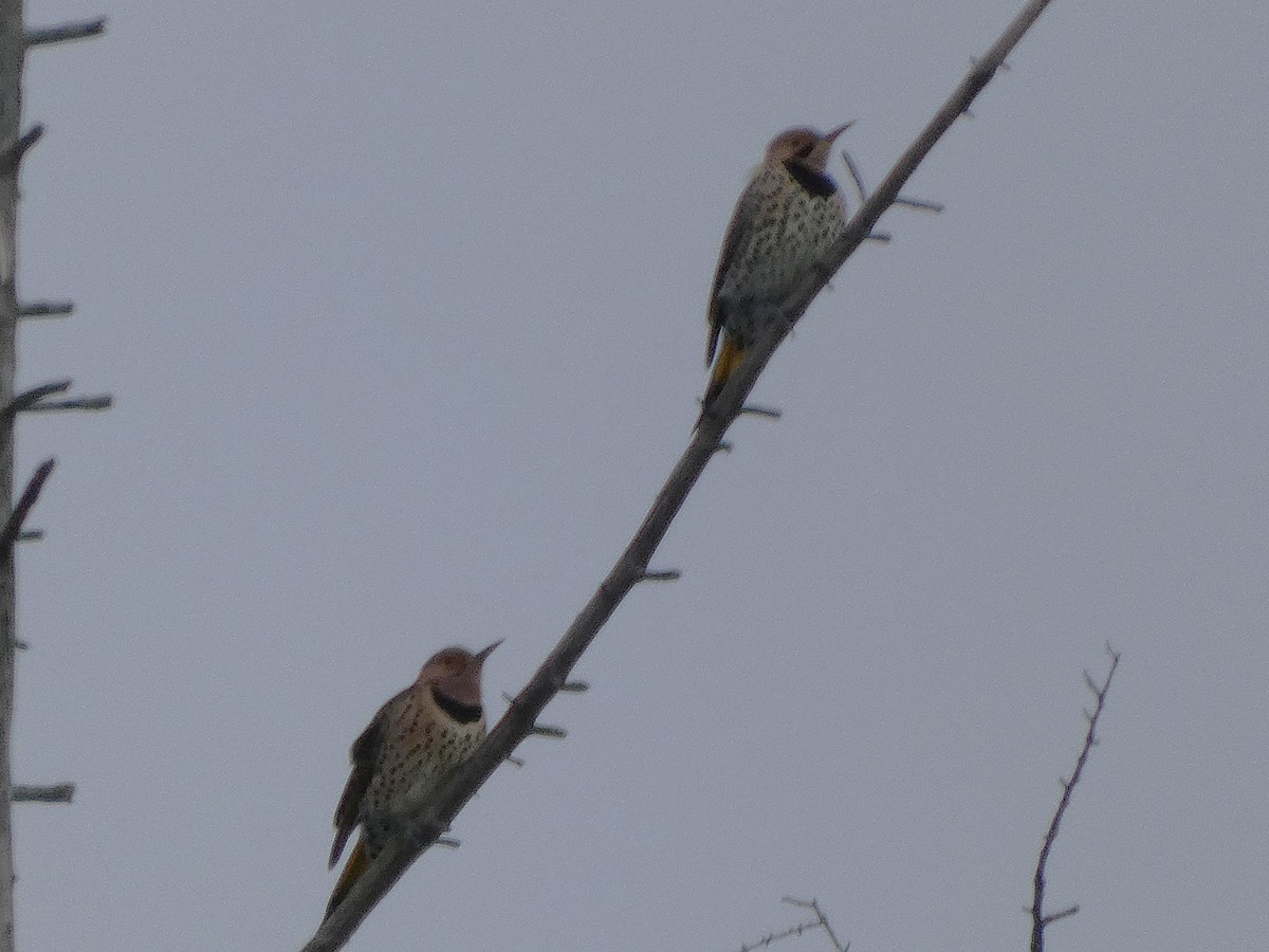 ハシボソキツツキ（auratus／luteus） - ML646319222