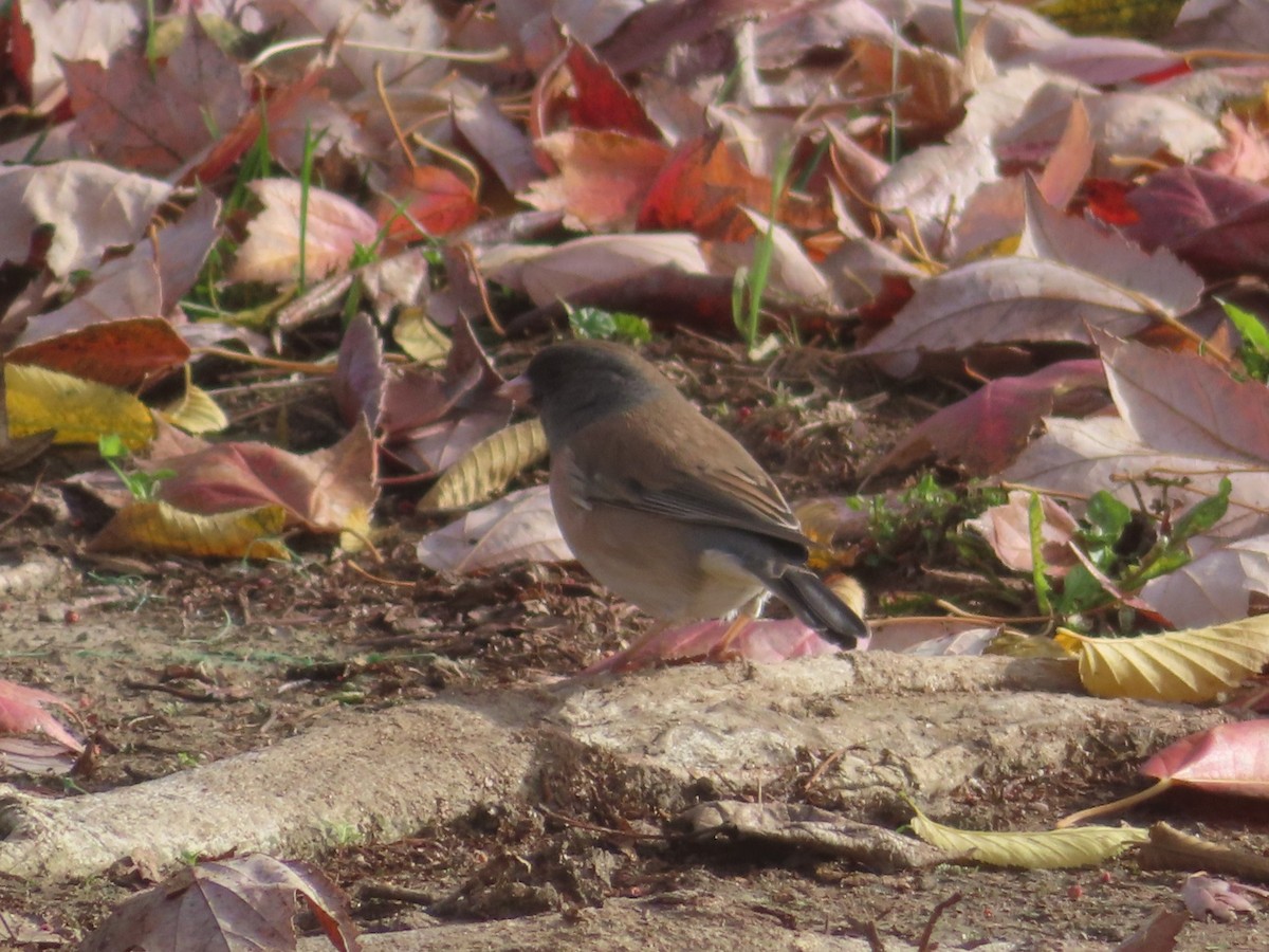 Dark-eyed Junco (Oregon) - ML646319224