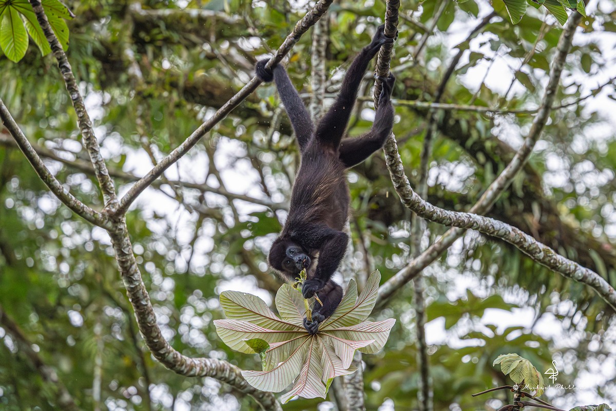 Animals - ML646319227