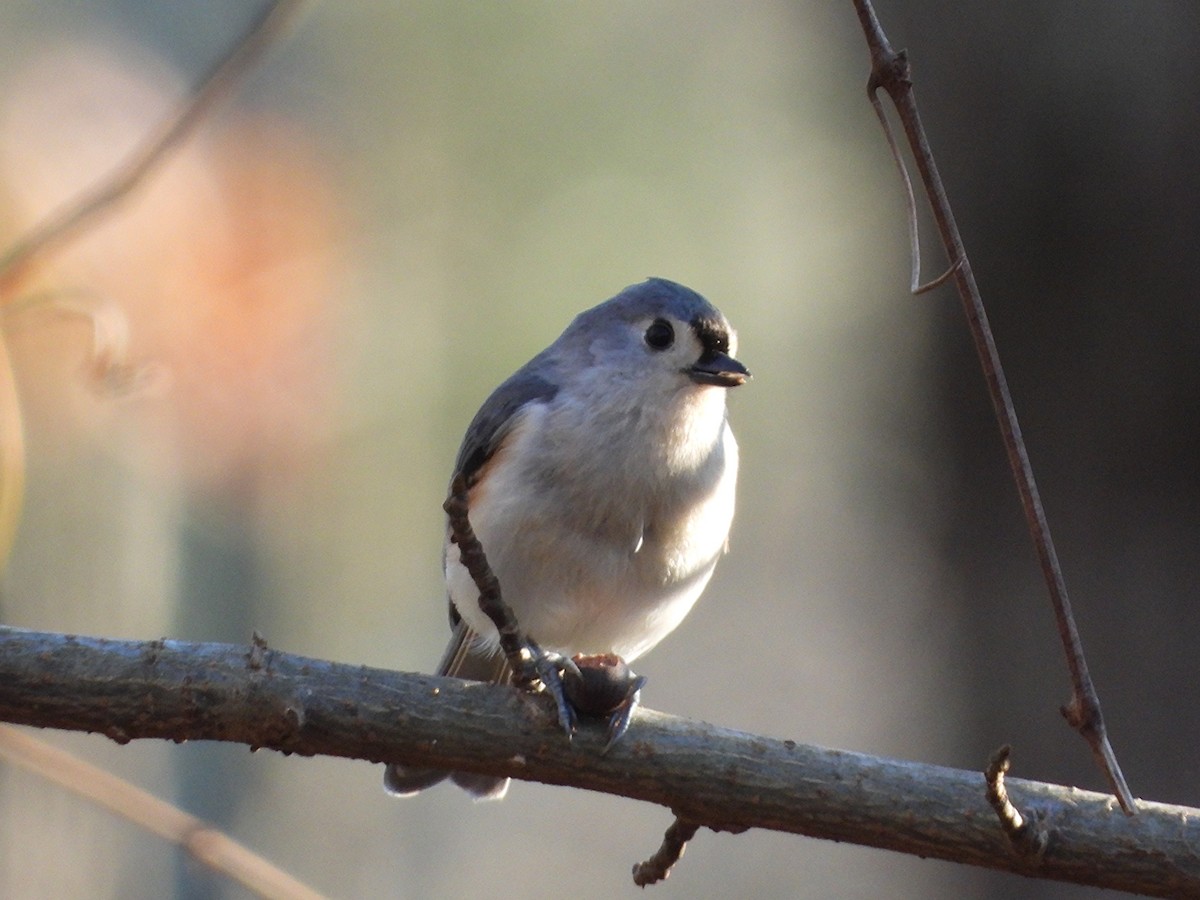 Herrerillo Bicolor - ML646319228