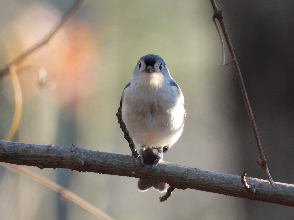 Herrerillo Bicolor - ML646319229