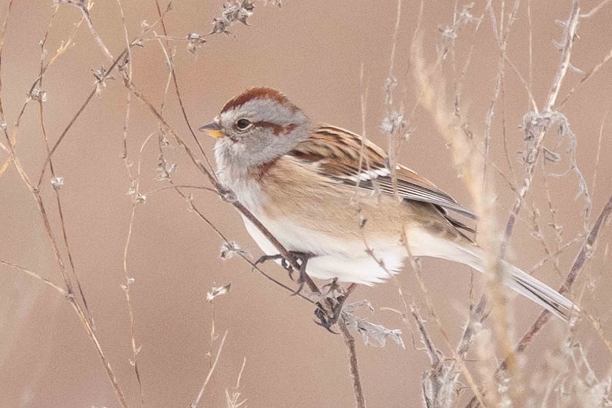 American Tree Sparrow - ML646319230