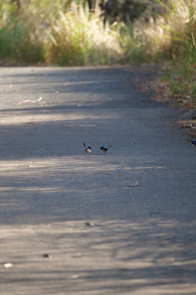 modropláštník nádherný - ML646319233