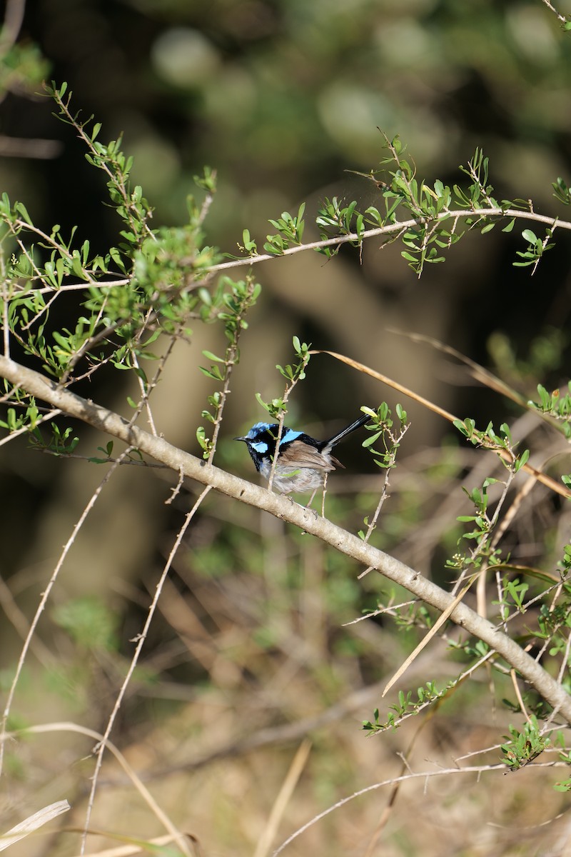 modropláštník nádherný - ML646319234