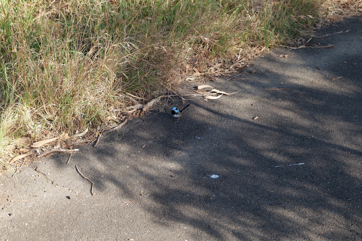 modropláštník nádherný - ML646319235