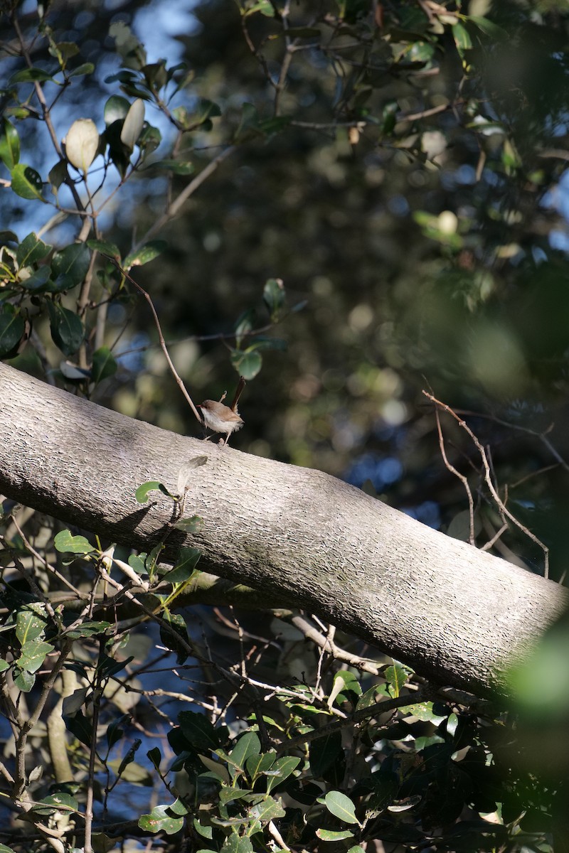 modropláštník nádherný - ML646319236