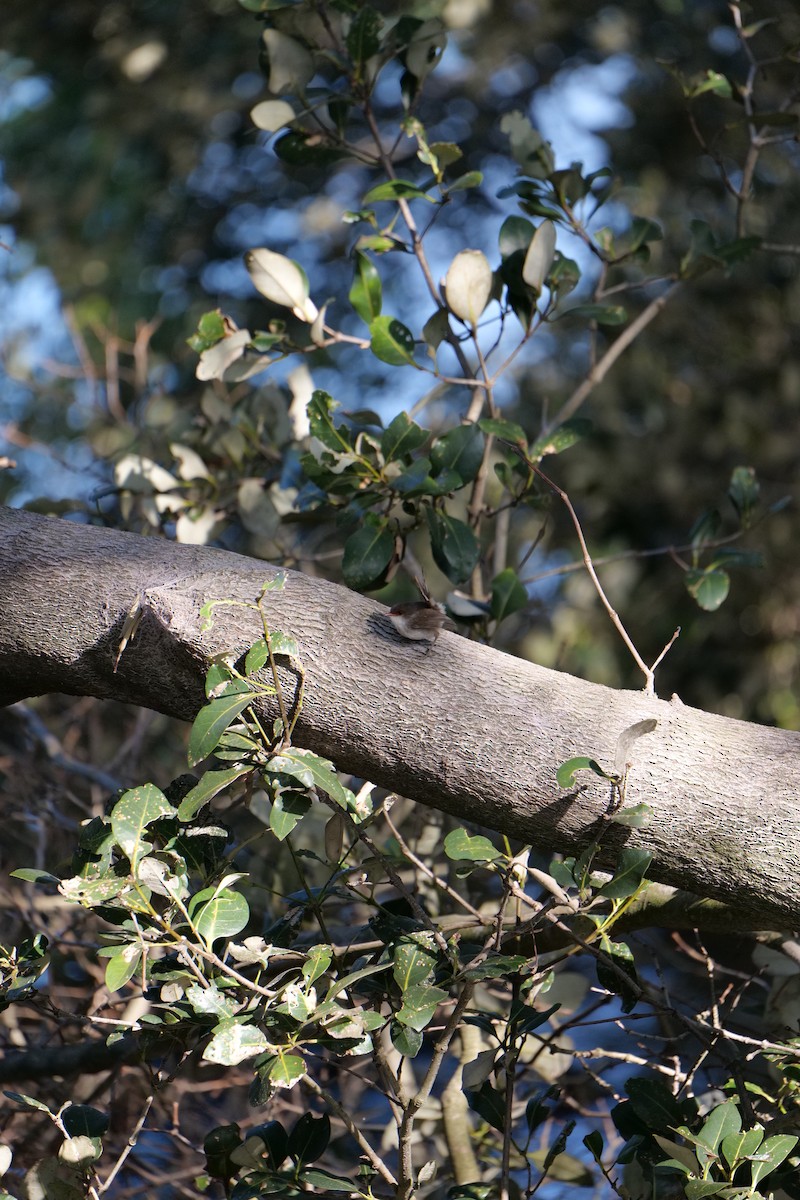 modropláštník nádherný - ML646319237