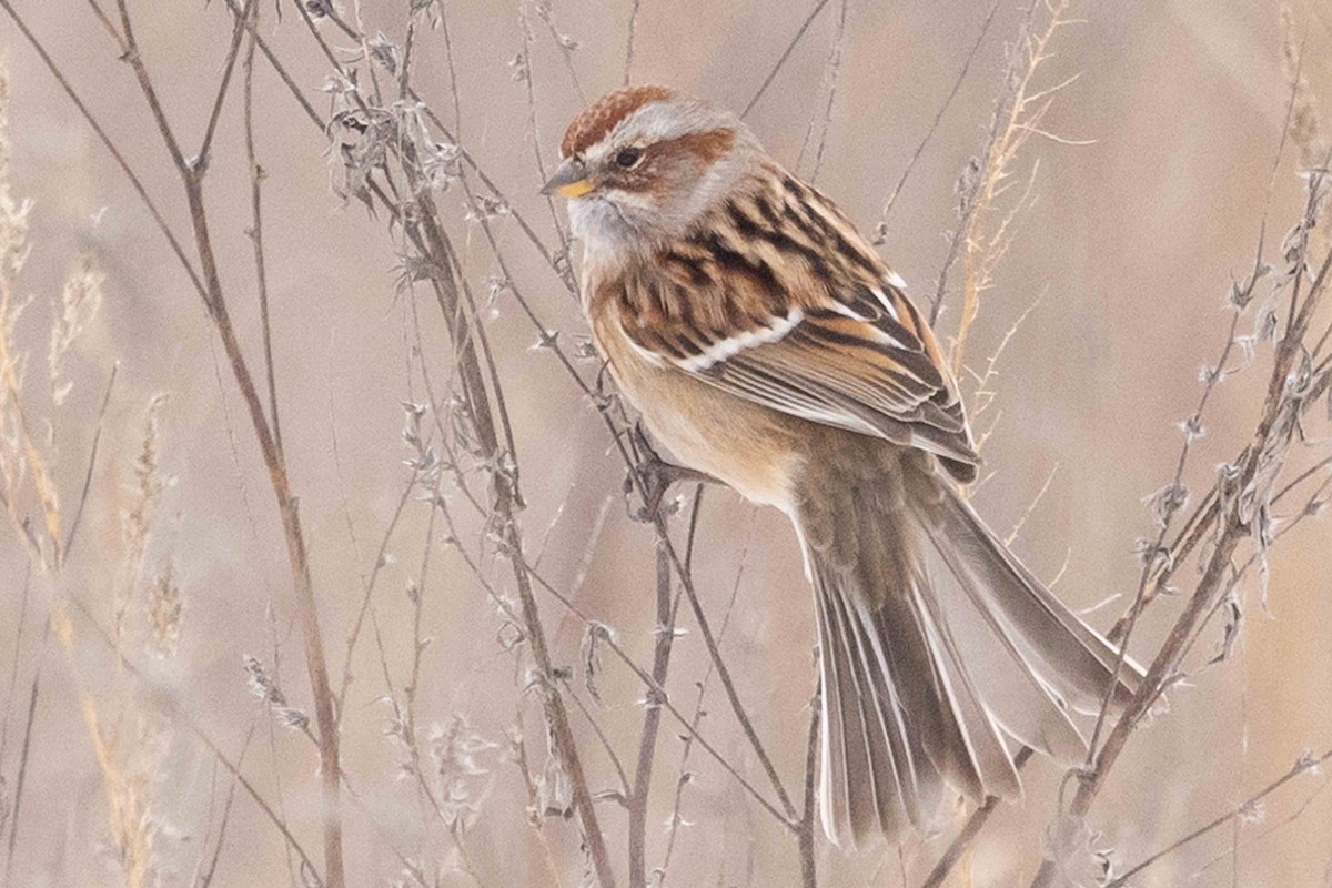 American Tree Sparrow - ML646319239