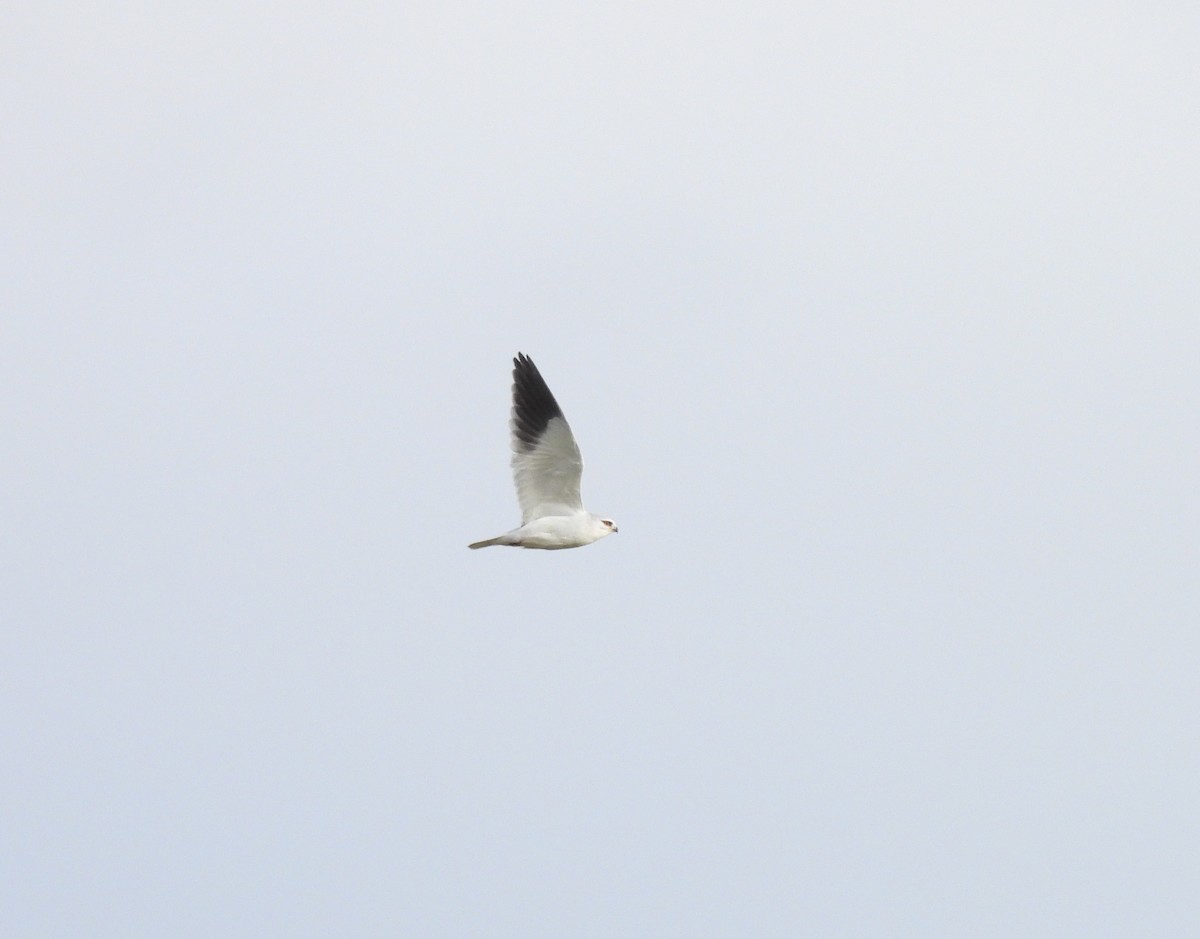 Black-winged Kite - ML646319240