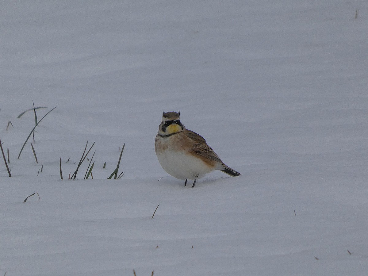 ハマヒバリ - ML646319241