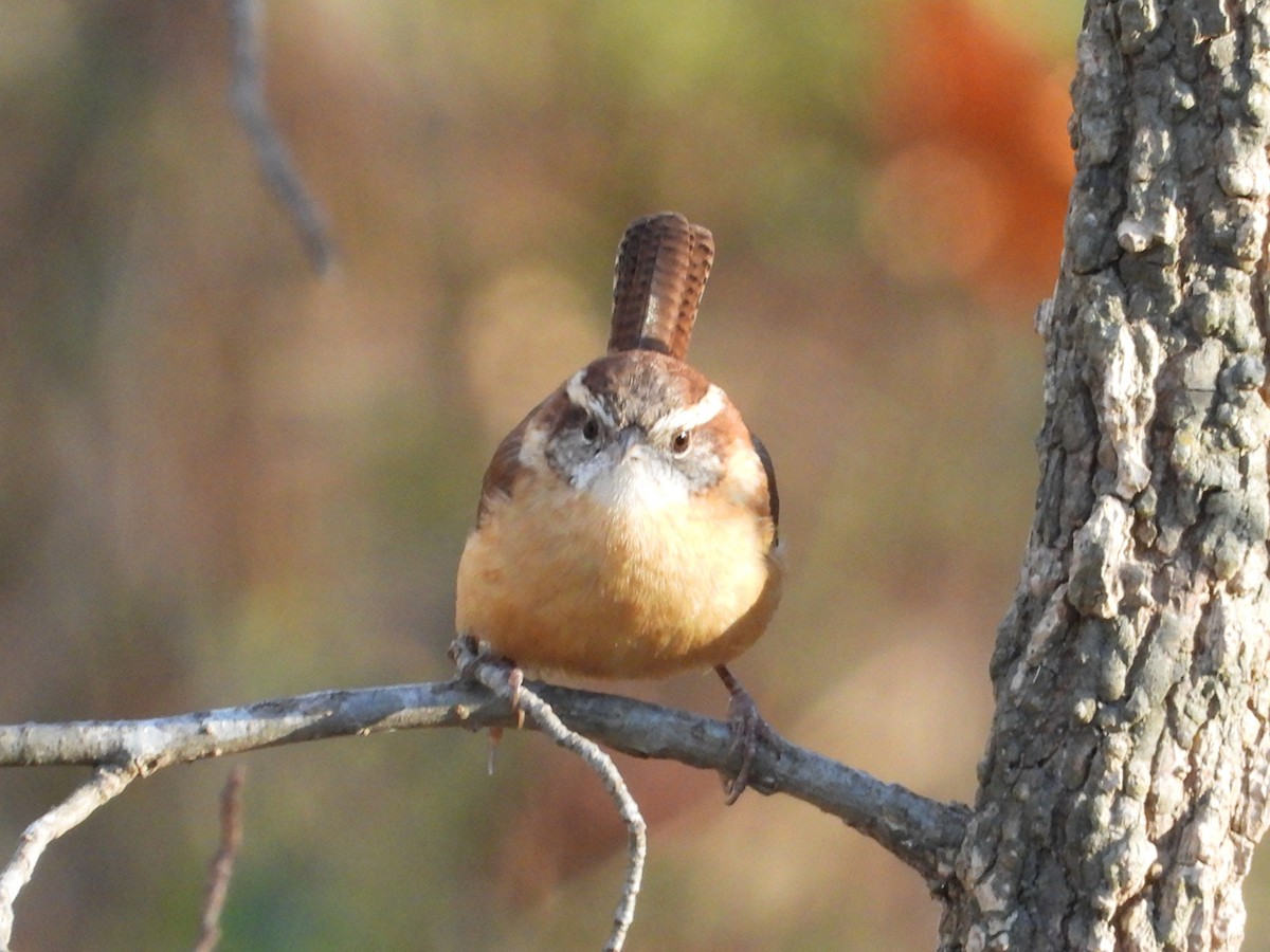 Cucarachero de Carolina - ML646319242