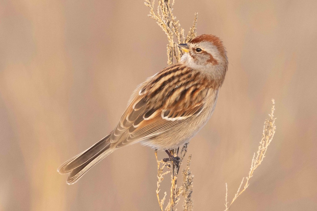 American Tree Sparrow - ML646319244