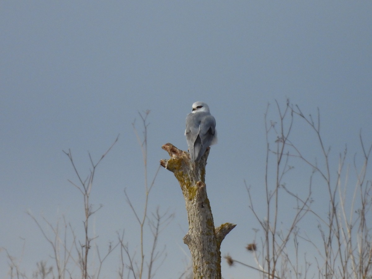 Black-winged Kite - ML646319248