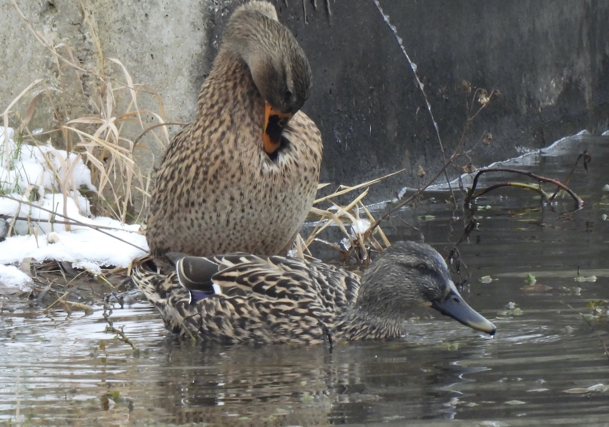 Mallard - ML646319252