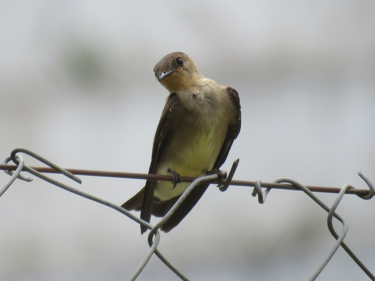 Southern Rough-winged Swallow - ML646319254