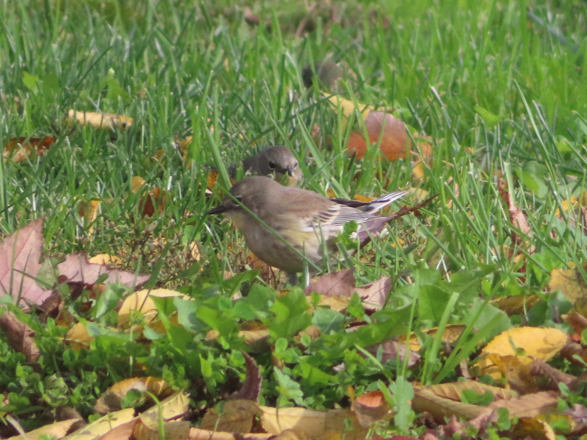 Yellow-rumped Warbler - ML646319255