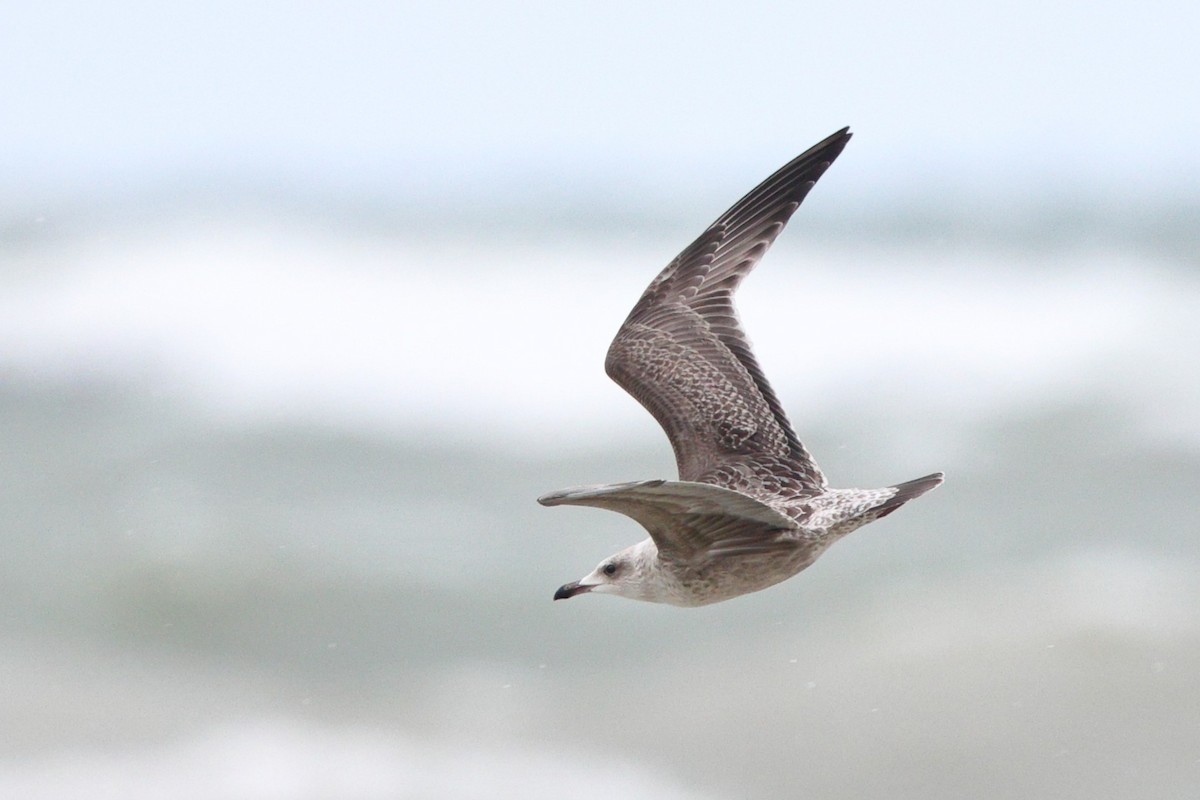 American Herring Gull - ML646319256