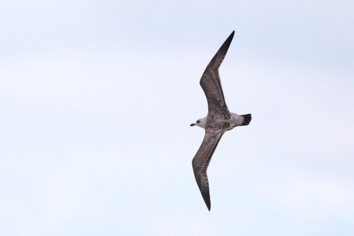 American Herring Gull - ML646319257