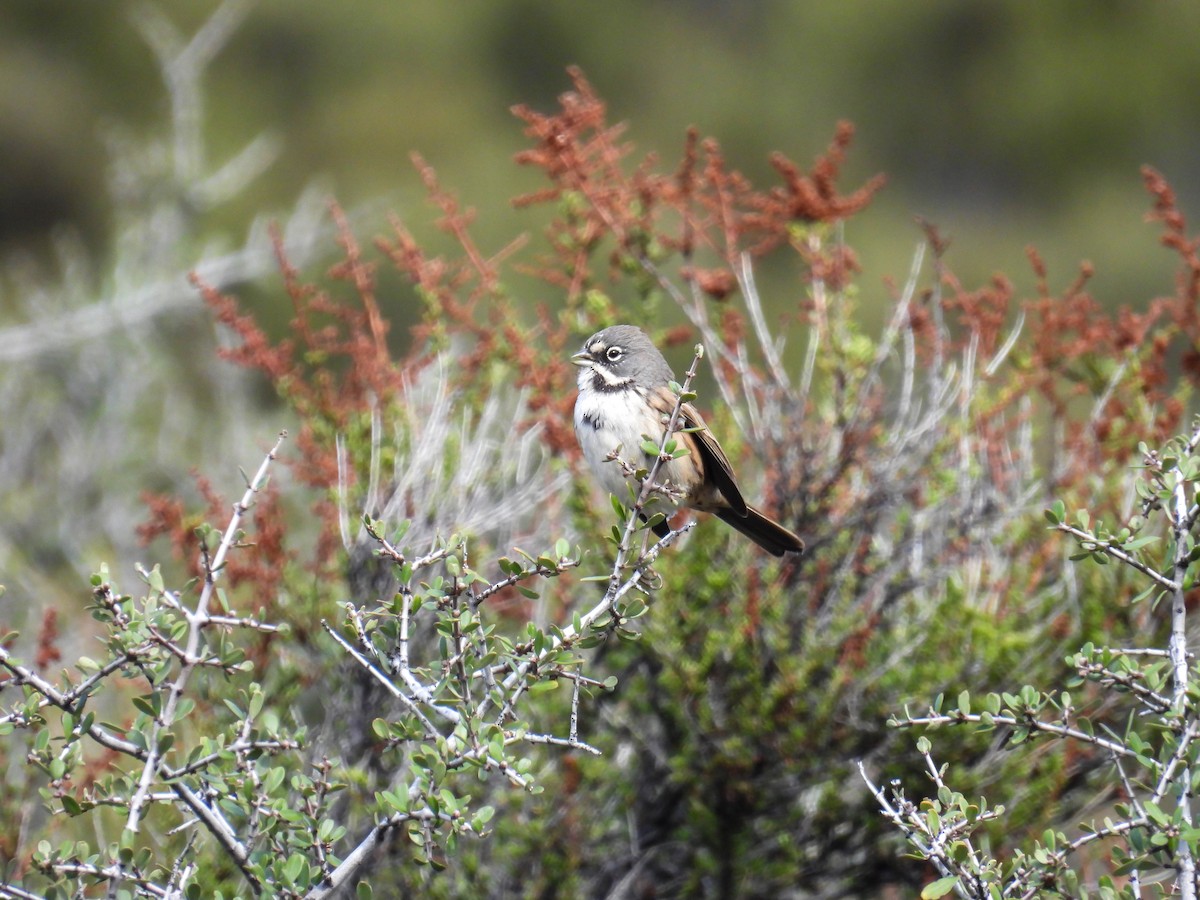 Bell's Sparrow - ML646319258