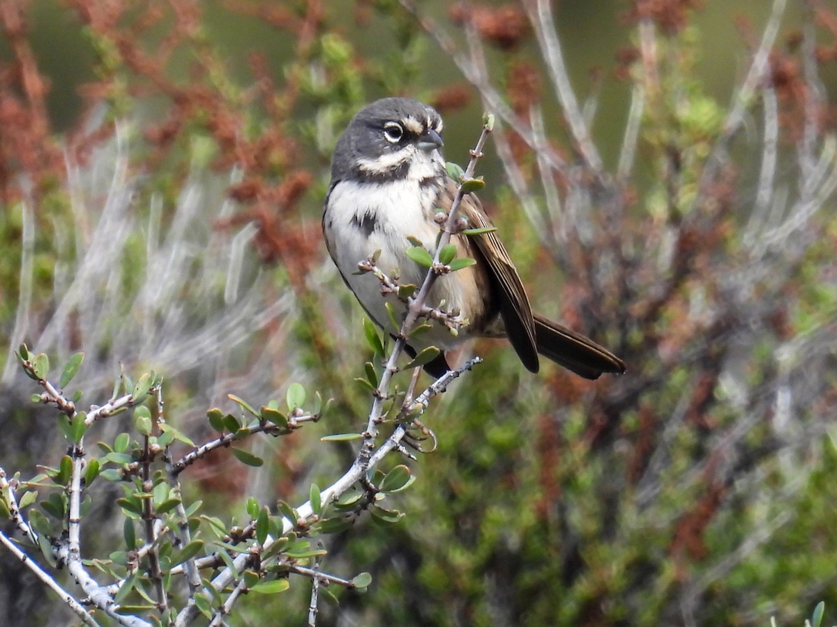 Bell's Sparrow - ML646319260