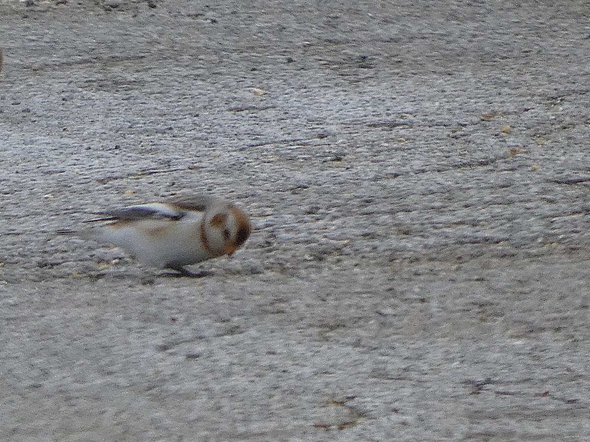 ユキホオジロ - ML646319261