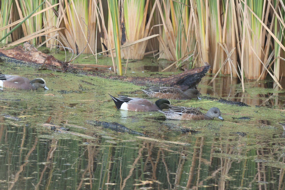 American Wigeon - ML646319262