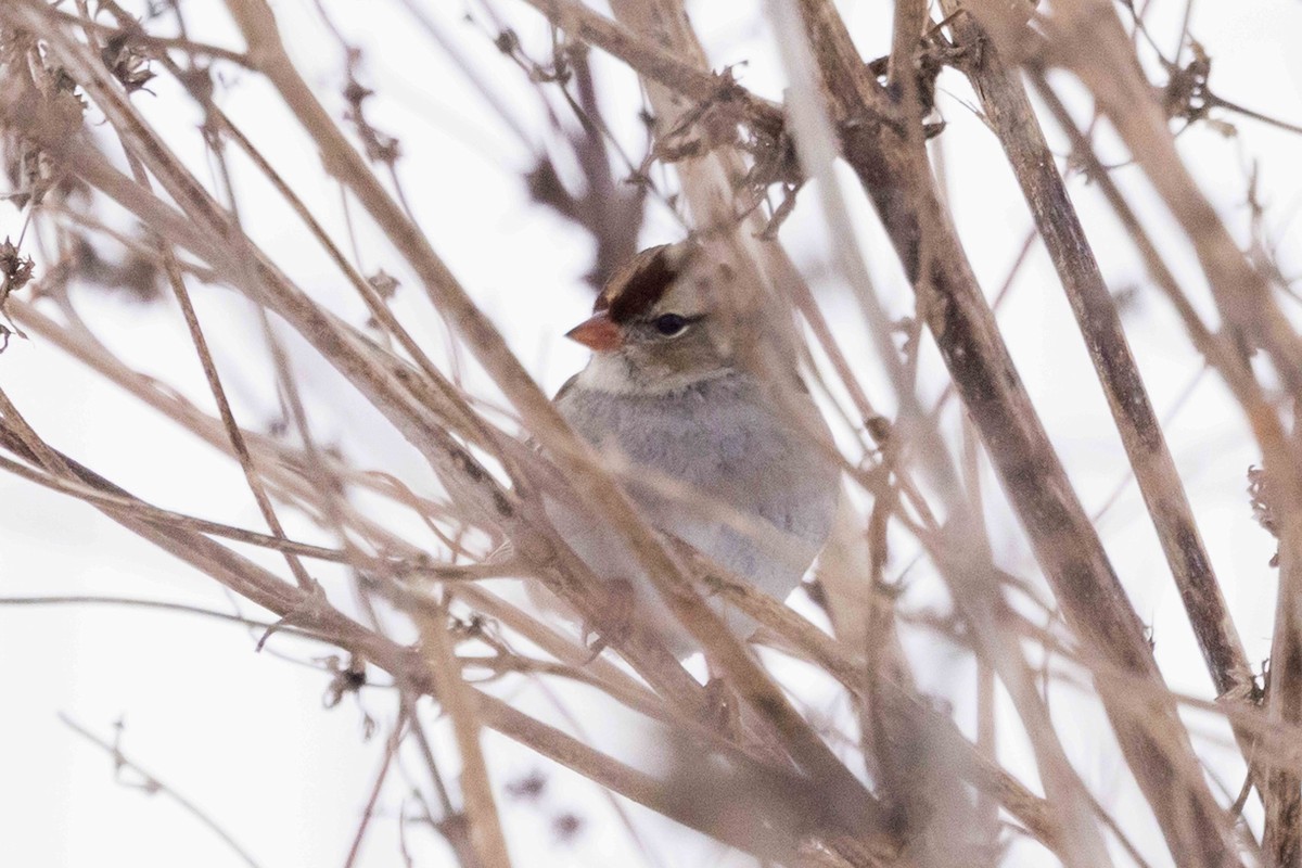 White-crowned Sparrow - ML646319264