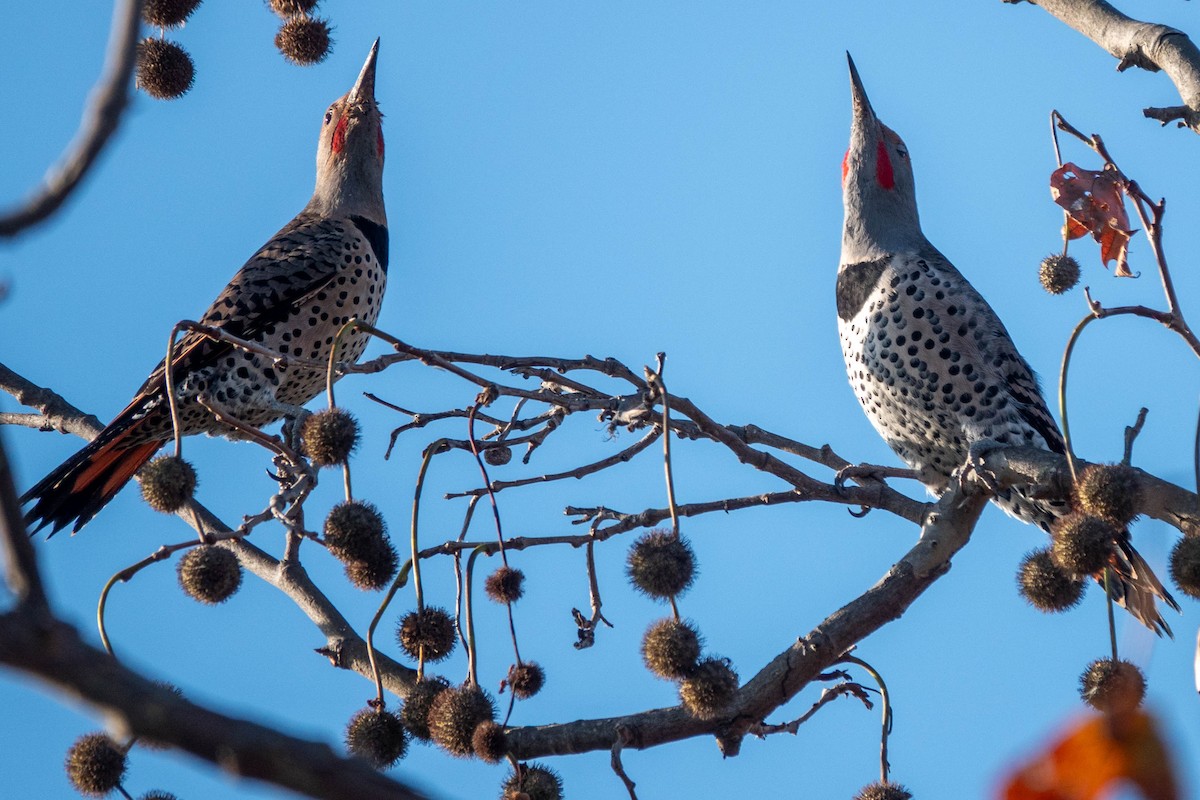 Northern Flicker - ML646319265
