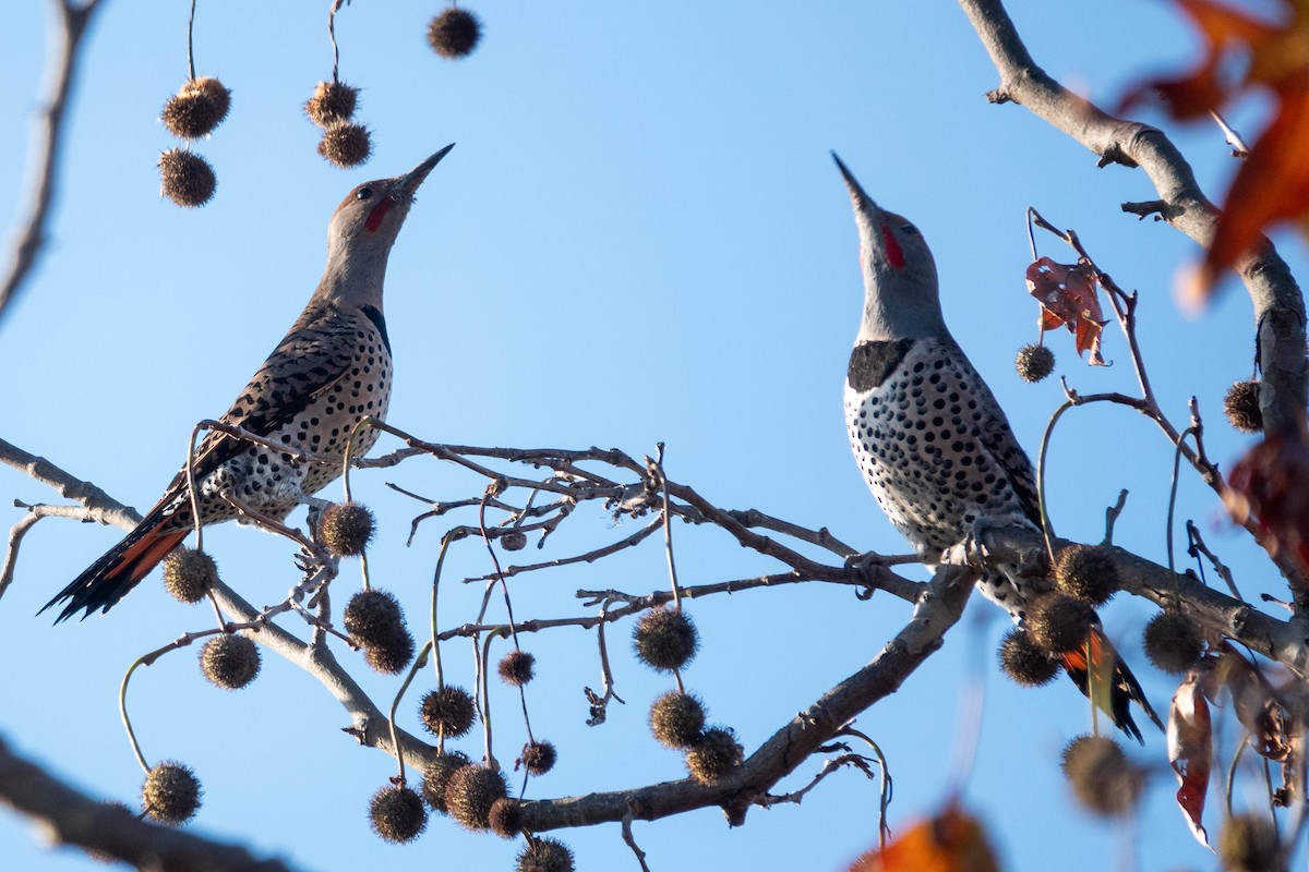 Northern Flicker - ML646319266