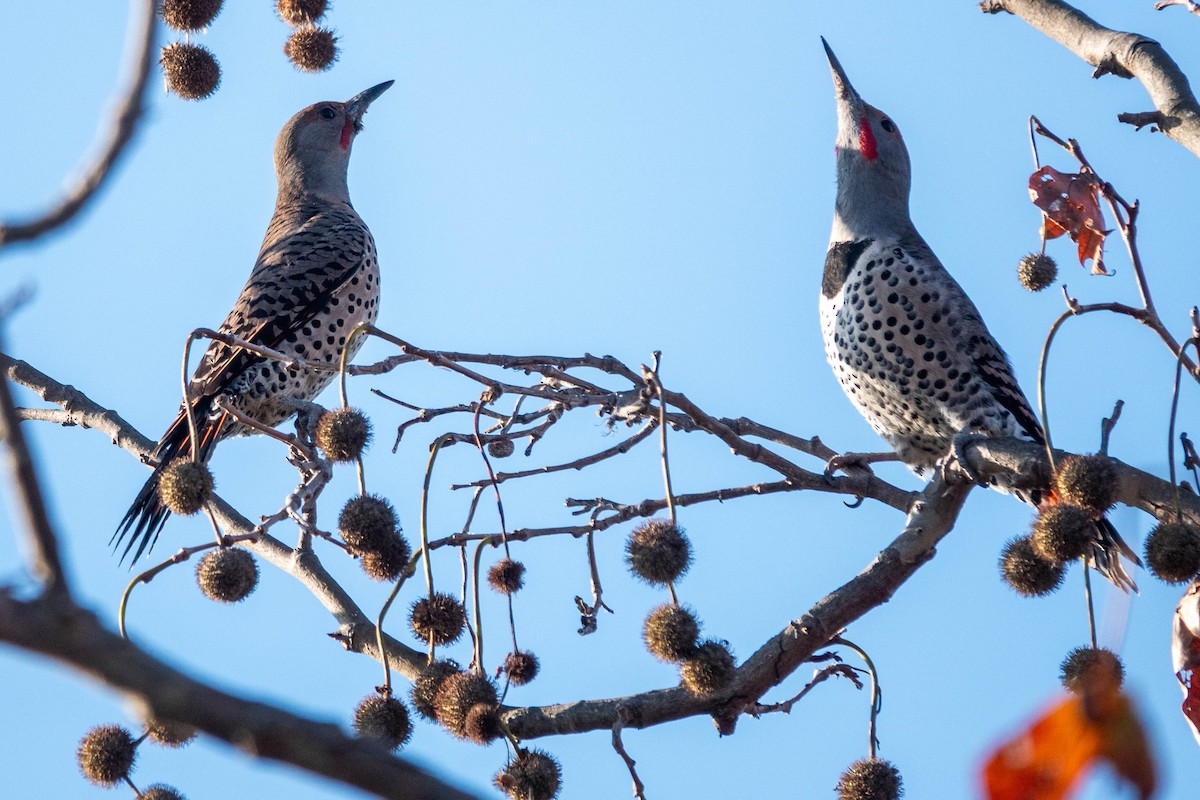 Northern Flicker - ML646319267