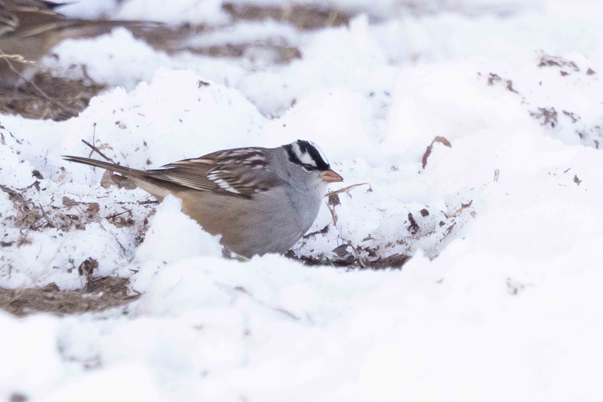 White-crowned Sparrow - ML646319268