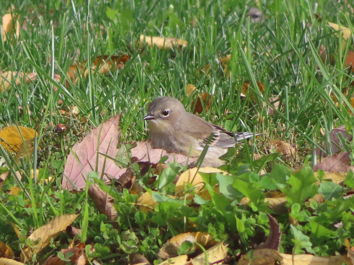 Yellow-rumped Warbler - ML646319276