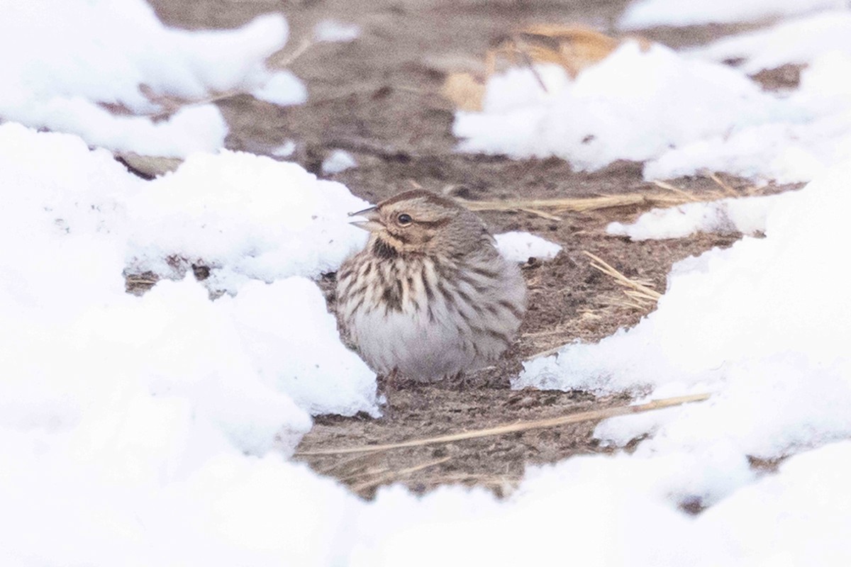 Song Sparrow - ML646319277