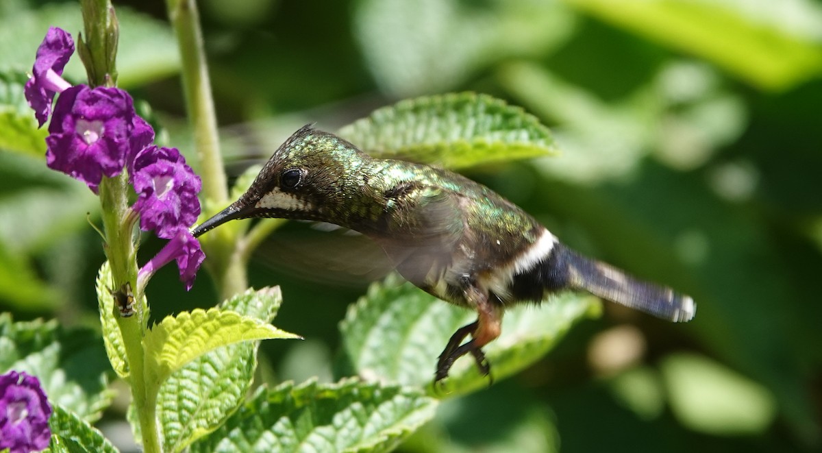 Wire-crested Thorntail - ML646319278