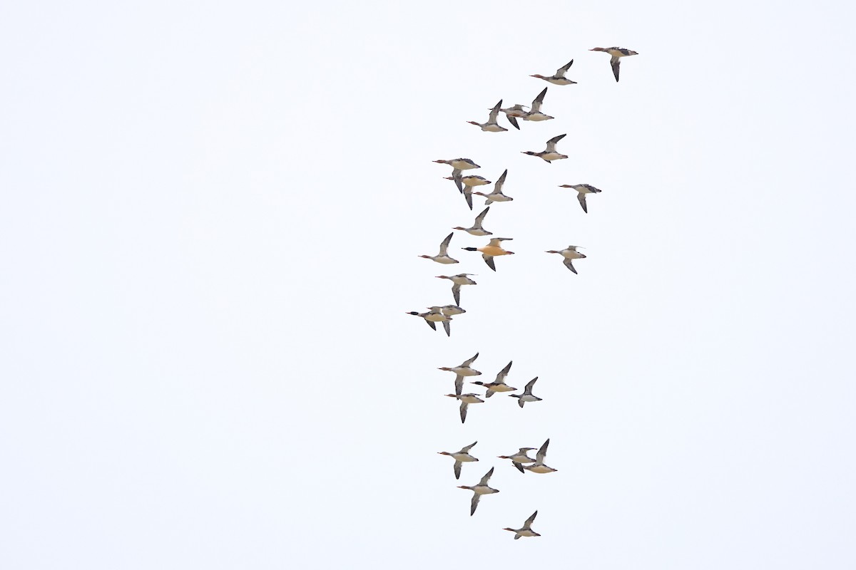 Common Merganser - ML646319280