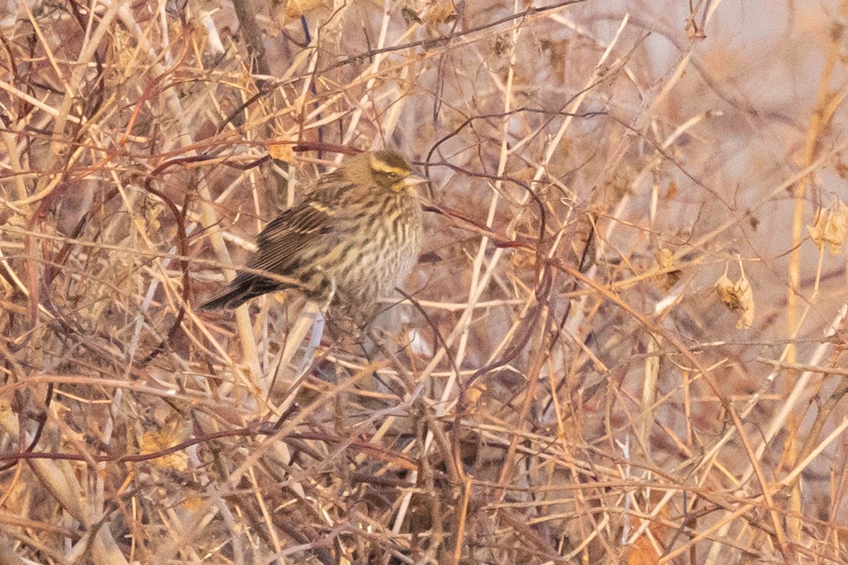 Red-winged Blackbird - ML646319281