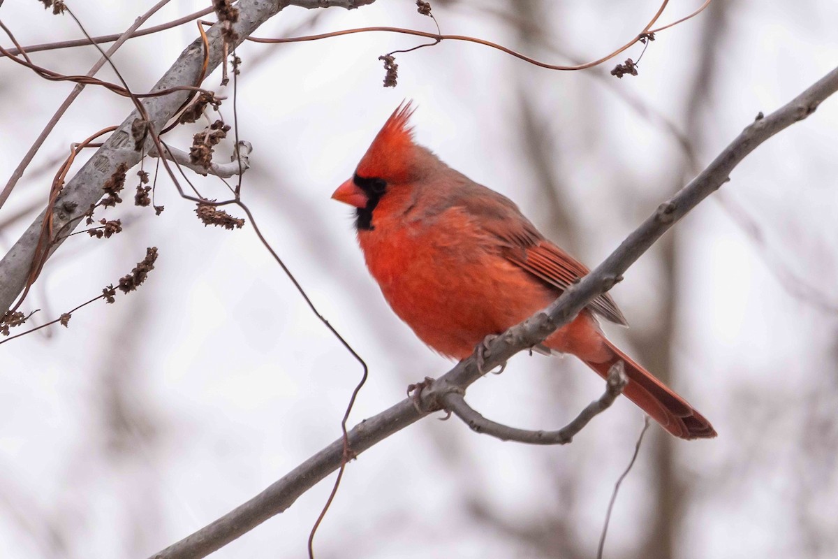 Northern Cardinal - ML646319283