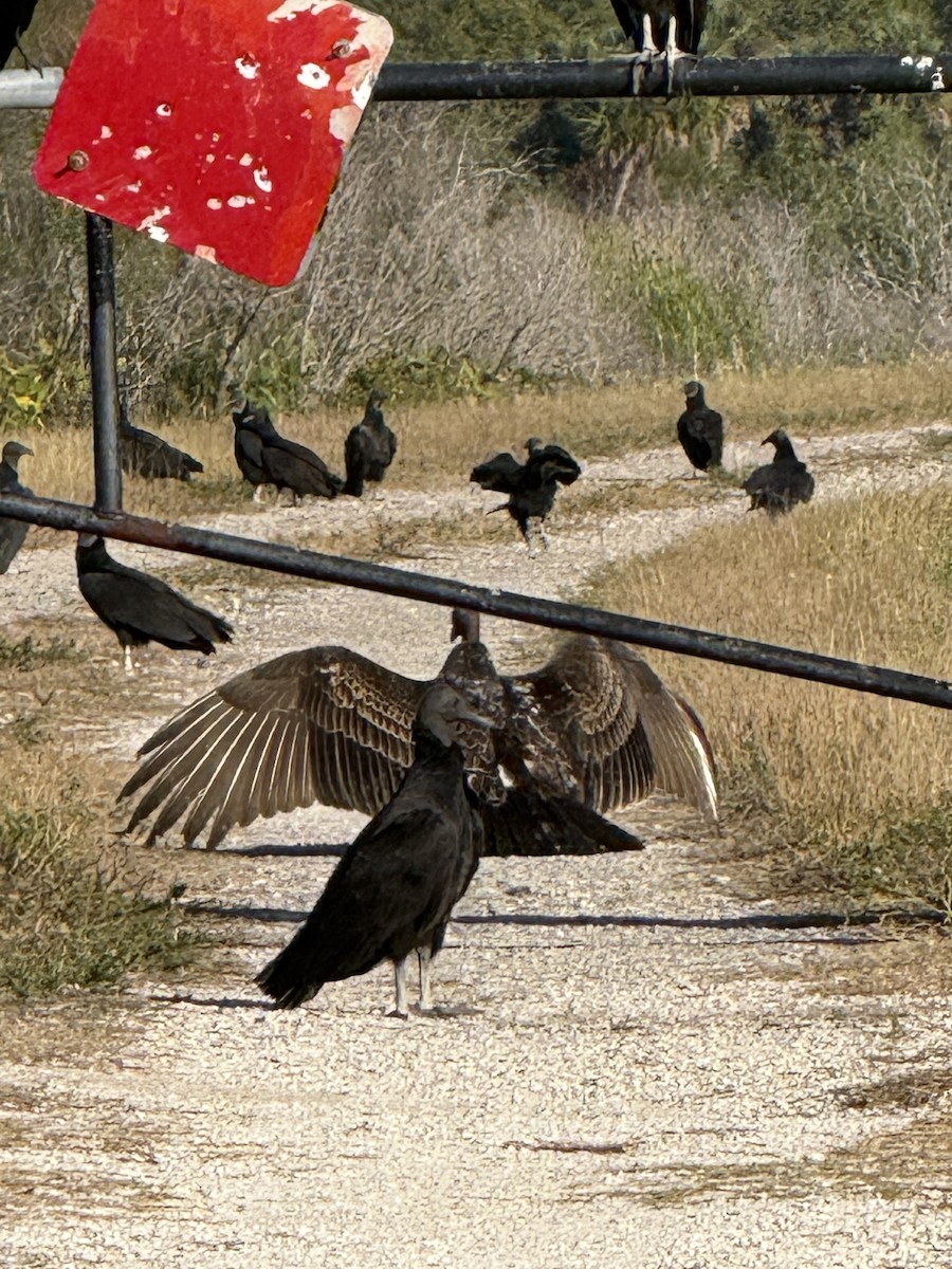 Turkey Vulture - ML646319285