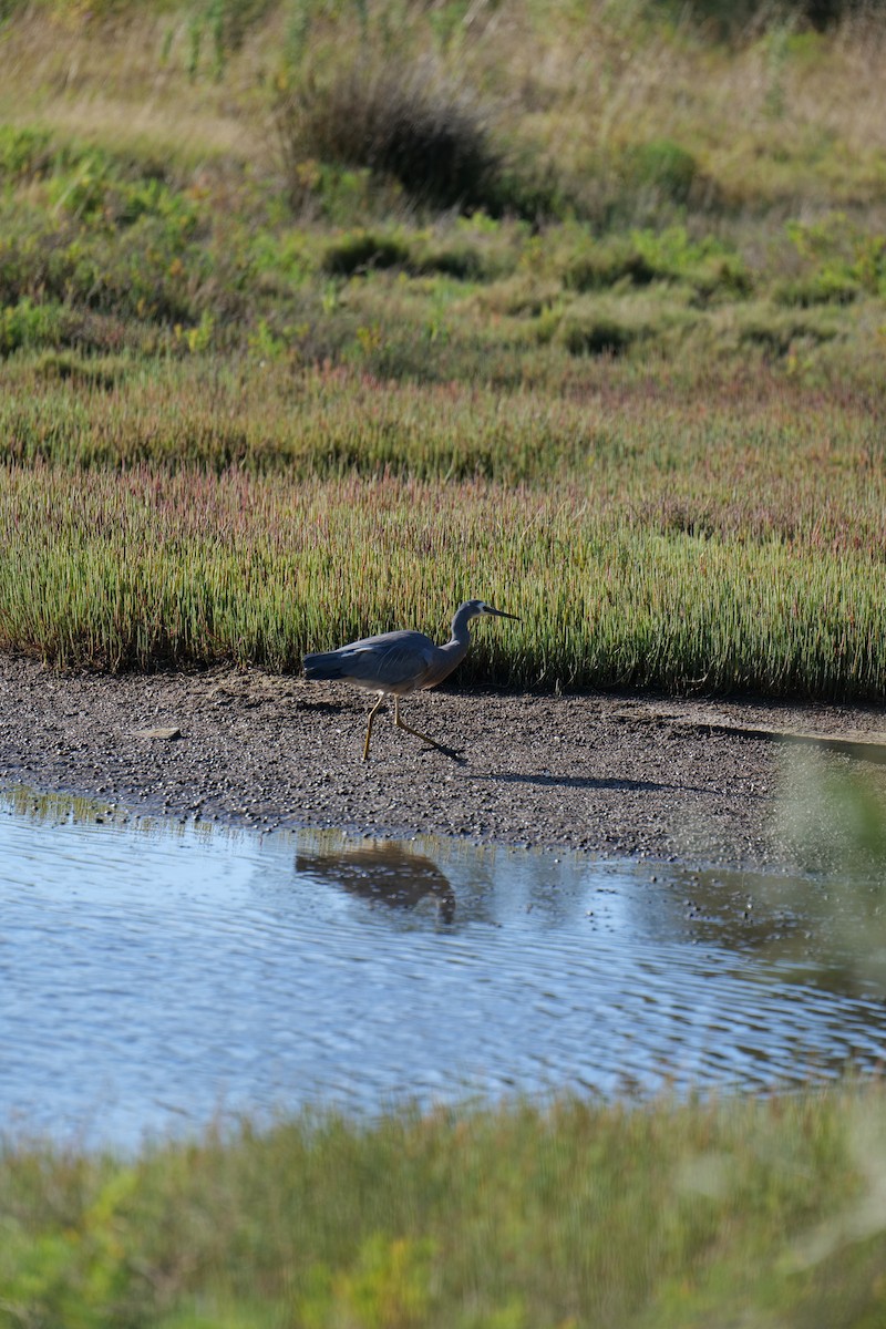 volavka bělolící - ML646319288