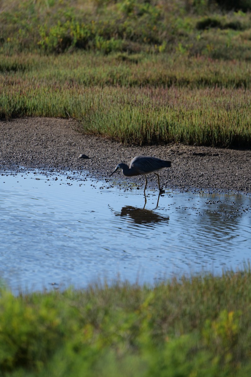 volavka bělolící - ML646319289
