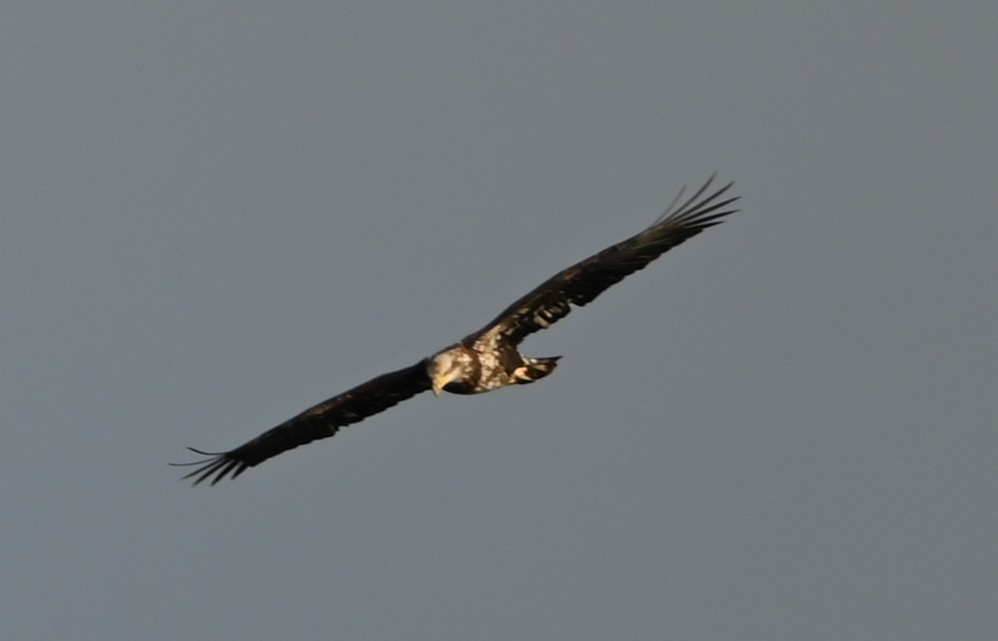 orel bělohlavý - ML646319290