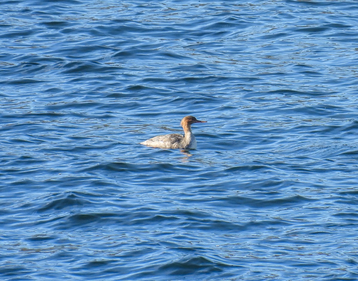 Сэвгэр бохио - ML646319291