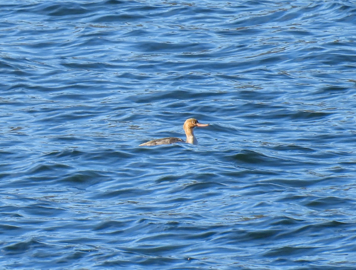 Сэвгэр бохио - ML646319293