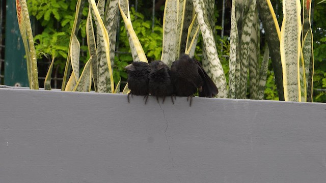 Groove-billed Ani - ML646319303