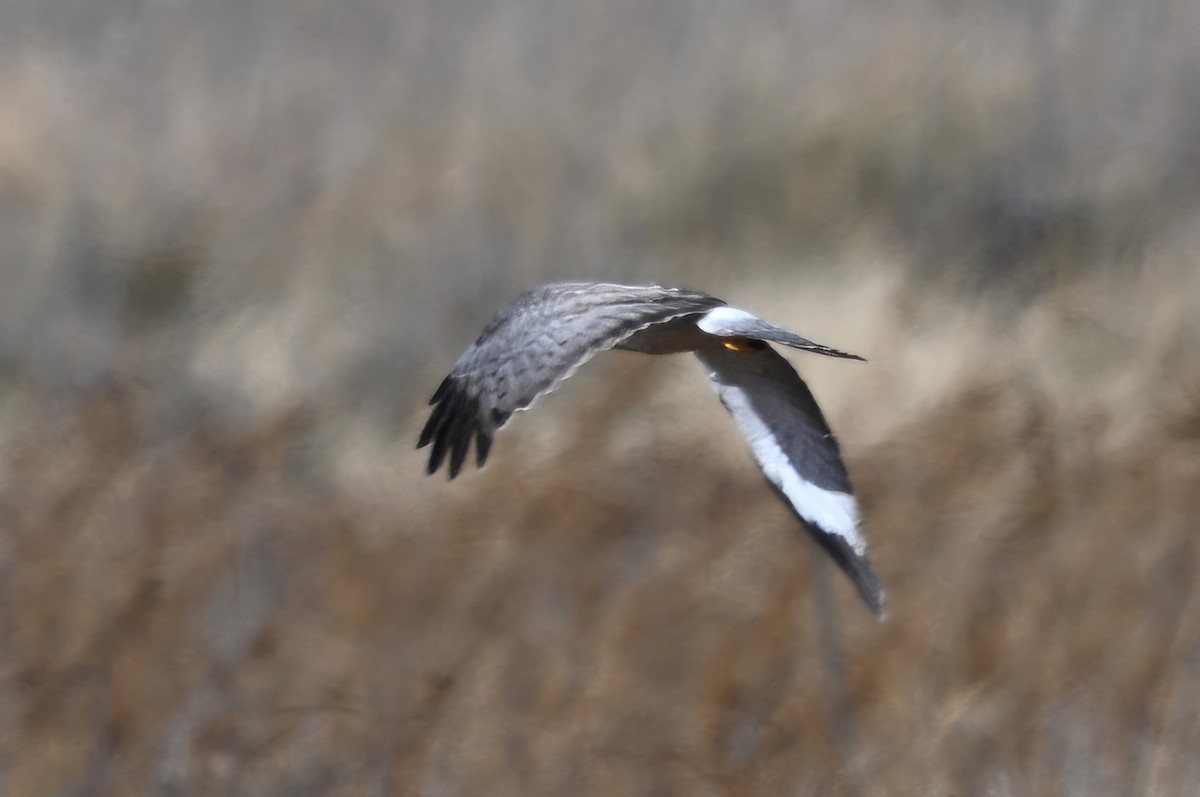 Northern Harrier - ML646319305
