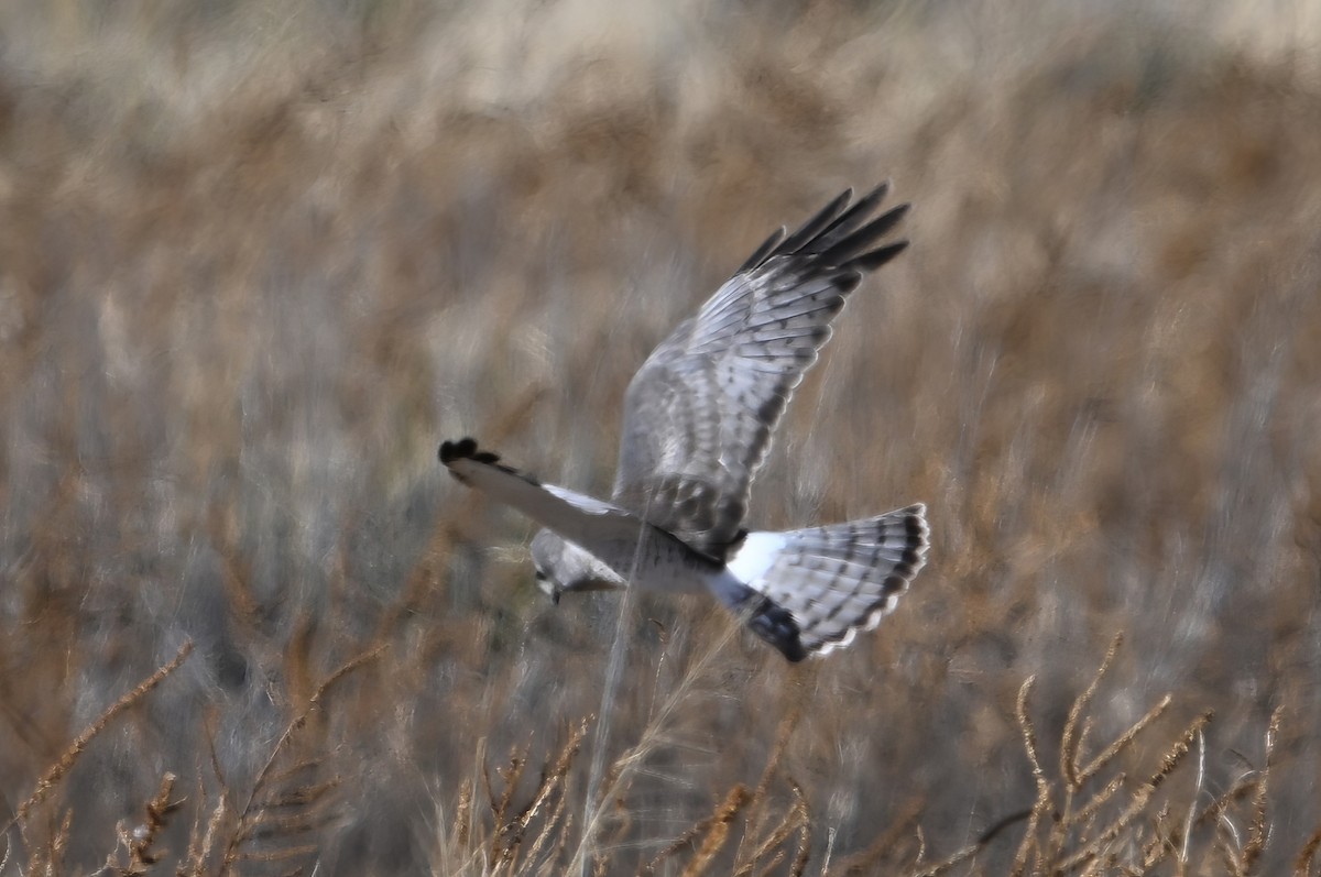 Northern Harrier - ML646319306