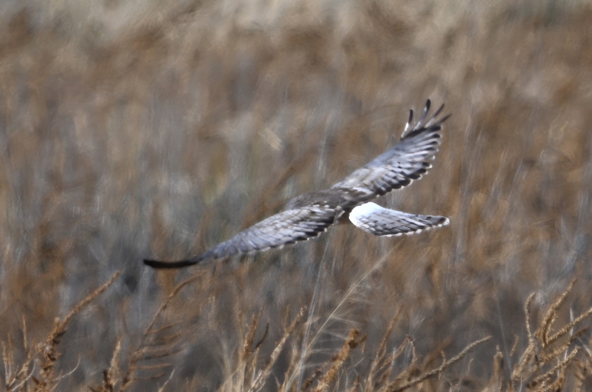 Northern Harrier - ML646319307