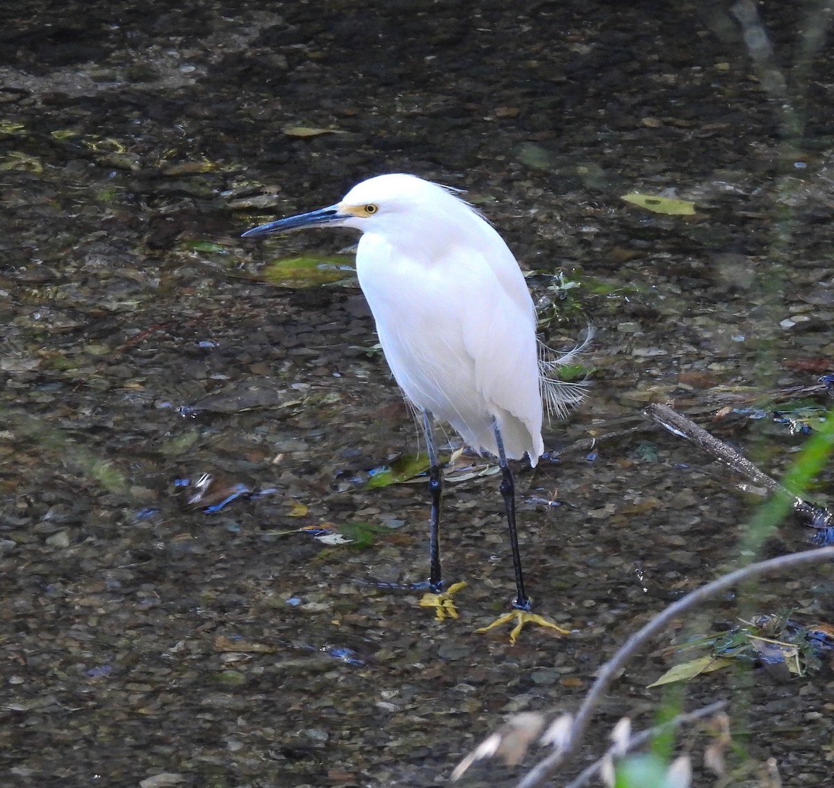 Snowy Egret - ML646319309